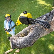 Best Tree Maintenance Programs  in Whiting, WI