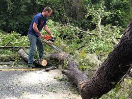 Best Tree Risk Assessment  in Whiting, WI