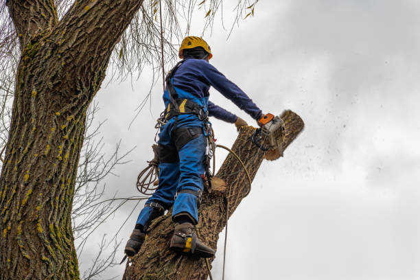 Best Firewood Processing and Delivery  in Whiting, WI