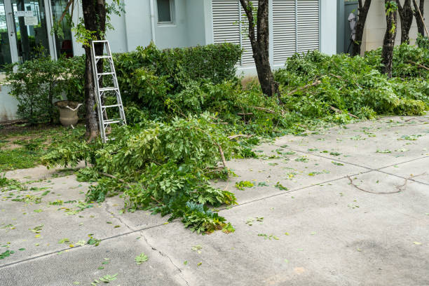 Why Choose Our Tree Removal Services in Whiting, WI?