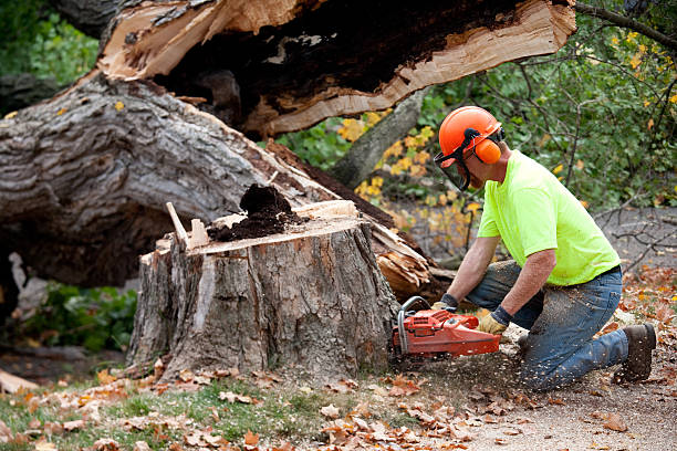 Best Hazardous Tree Removal  in Whiting, WI