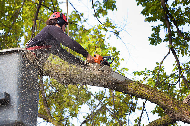  Whiting, WI Tree Services Pros